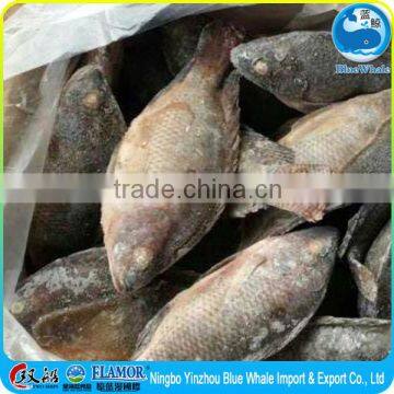 Dalian seafood tilapia fillets ages (pregnant women best) 300-500g