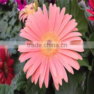 Wide Variety Fresh Cut Decoriative Flowers Gerbera From China