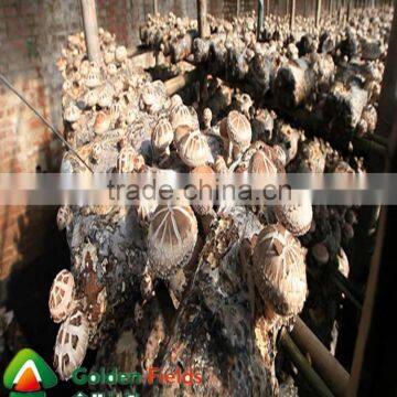 Bulk Supplier Hotsale Organic Magic Shiitake Mushroom photo-5
