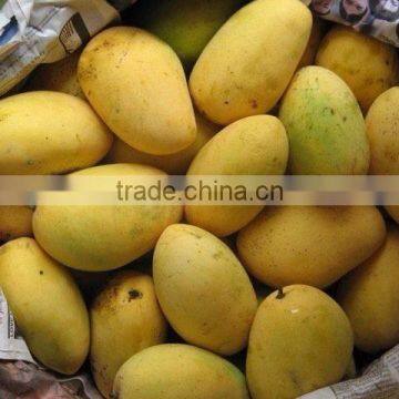 Best Quality Fresh Mango photo-3