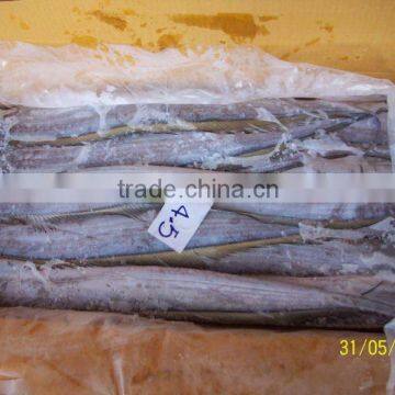 RIBBONFISH FROM THAILAND