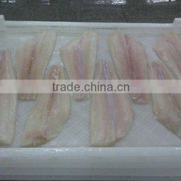 frozen pacific halibut fillet