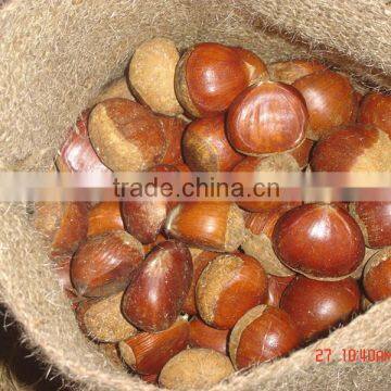 wholesale chestnuts for Canada