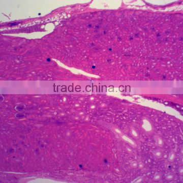 Histological microscope used biological slide / medical prepared microscope slice of kidney Sec.