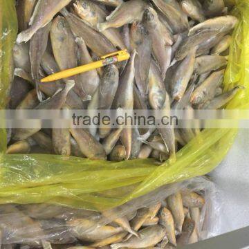 Yellow Croaker Supplier