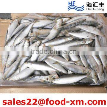 China Grade A food sea fish frozen sardine fish Fresh hot sales