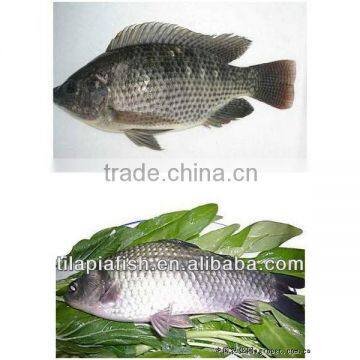 Whole round tilapia suppliers from China