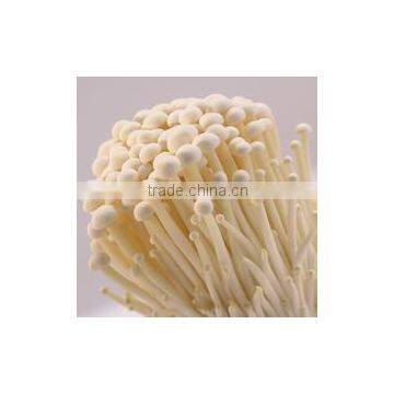 Fresh mushroom/Fresh Enoki for sale