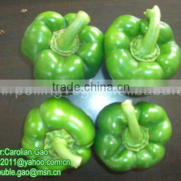 Chinese Fresh COLOR Bell Pepper