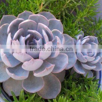 succulent plants Echeveria