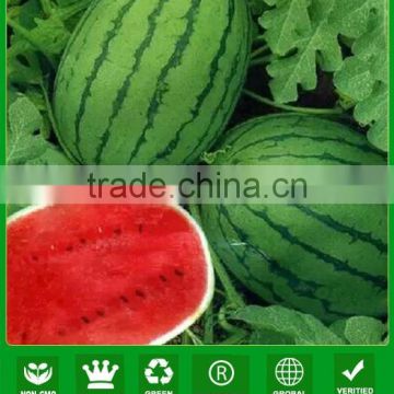 NW22 Luanla Good watermelon seeds factory best vegetable seeds