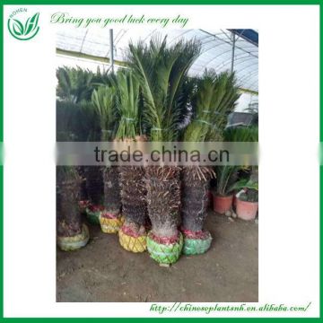 Large Cycas Plants