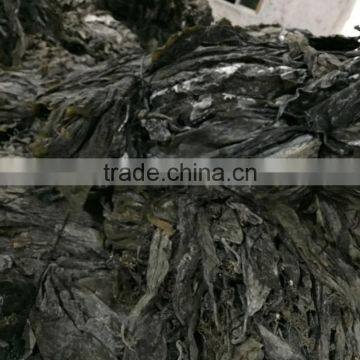 Supply Kelp Raw Material,dried Seaweed Laminaria,dry Algae,dried Seaweed,dried Sea Kelp