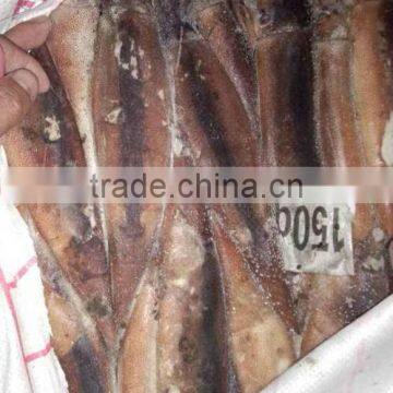 Frozen Illex Squid photo-4