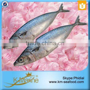 Hot Selling Fresh Scomber Japanese photo-6