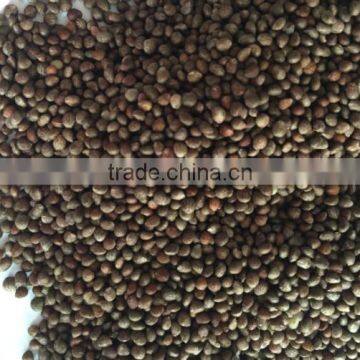 Perilla Seeds
