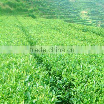Tieguanyin,Chinese Oolong Tea photo-6