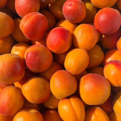 Fresh Apricots