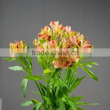 Fresh color antique garden flower alstroemeria stem