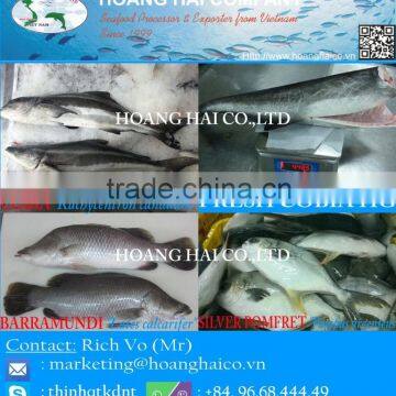 Fresh and Frozen Cobia / Barramundi / Silver Pomfret (White Pomfret)