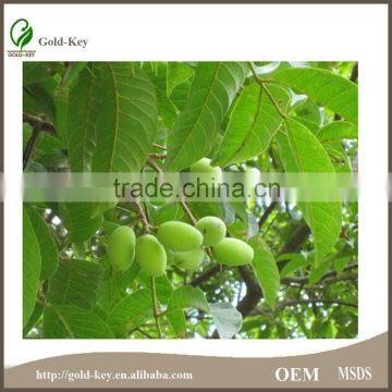 Pure Natural Hot Selling Olive Leaf Extract Powder photo-3