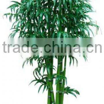 Green bamboo plant planted in pot