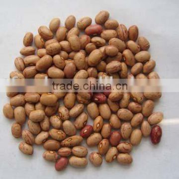 light speckled kidney beans