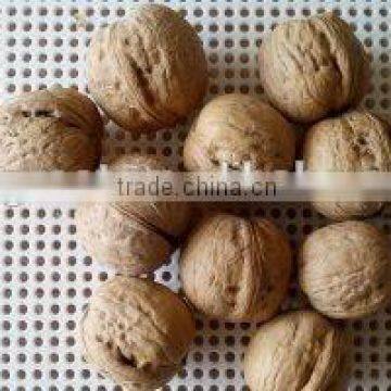 We Are Supply Walnut in Shell With Best Price for Sale photo-3