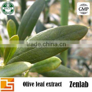 Olea europaea extract powder