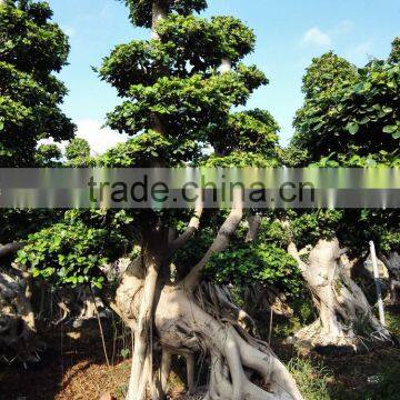 landscaping ficus indoor house plants BIG siez