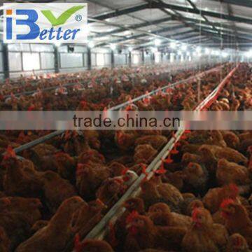 BT factory farm equipment for sale for broiler chicken