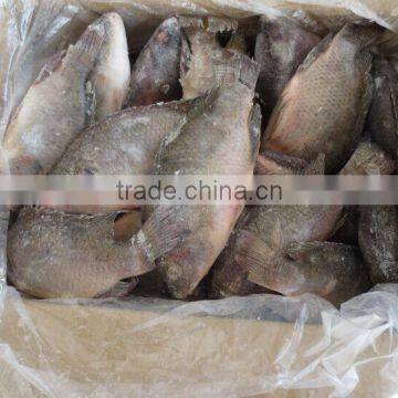 Good quality frozen Tilapia Fish whole round