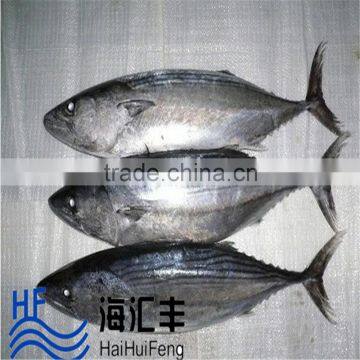 HHF Frozen Bonito Fish WR For Sale