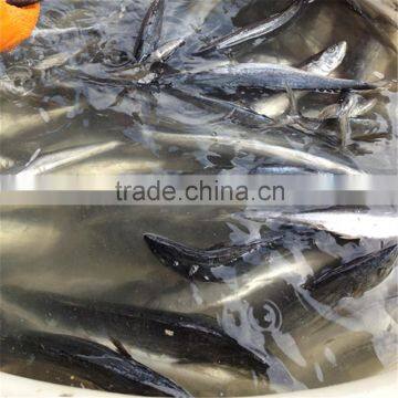 Land frozen Japanese Spanish mackerel for sale