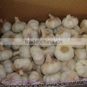 supply fresh garlic origin from china