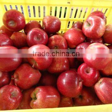 HUANIU APPLE photo-4