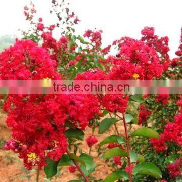 Heirloom Lagerstroemia Crape Myrtlette Crepe Myrtle Dwarf Shrubs Bonsai Red Bulk Seeds