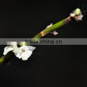 Dendrobium Seedling