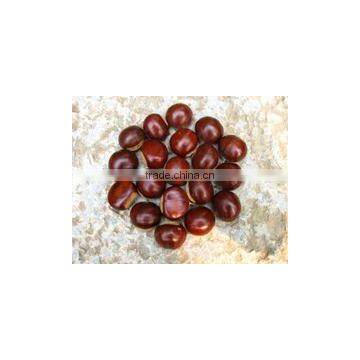 Fresh Sweet Chestnuts 2014 Crop, New Crop photo-3