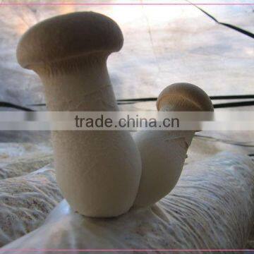 top quality brined pleurotus eryngii musrhoom