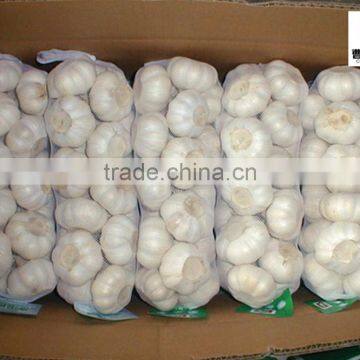 China new crop dried white garlic