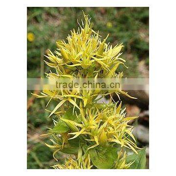 Gentiana Lutea Powder