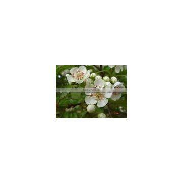 Crataegus Monogyna Flower Extract Powder