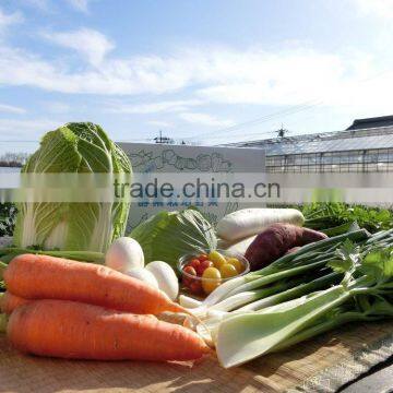 Easy to Take Vegetable Fermented Enzyme Supplement Made From Plant Extract photo-2