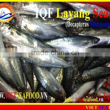 IQF LAYANG SCAD WHOLE ROUND photo-3