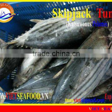 W/R FROZEN SKIPJACK TUNA