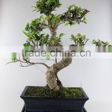 Ficus 30cm Art