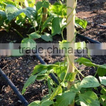 Natural Eco-friendly High Quality Bitter Bamboo Poles/Skewers For Climbing Plant