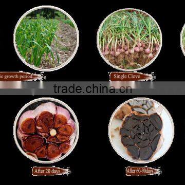 Amino Acids Food Supplement-black Garlic Ready Food photo-3