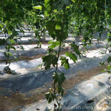 Strong Disease Resistant High Yield Bitter Gourd Seeds for Planting No.75 photo-4